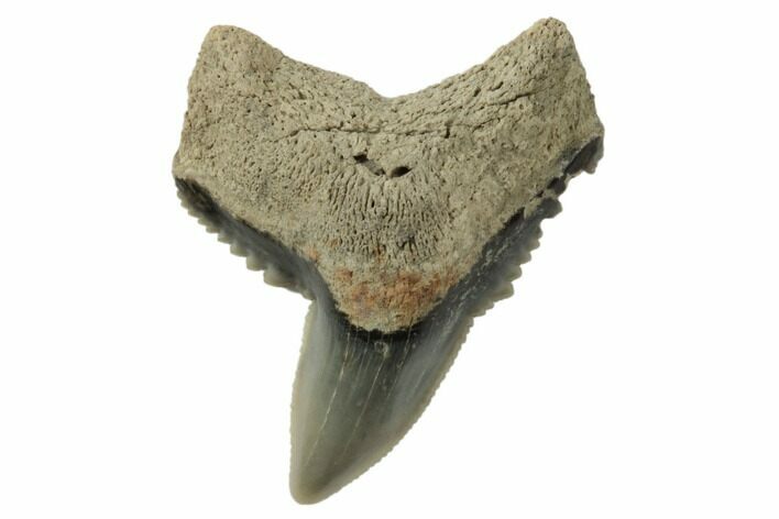 .92" Fossil Tiger Shark (Galeocerdo) Tooth -  Aurora, NC